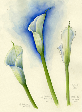 Calla Lily watercolor study of how to paint white flowers